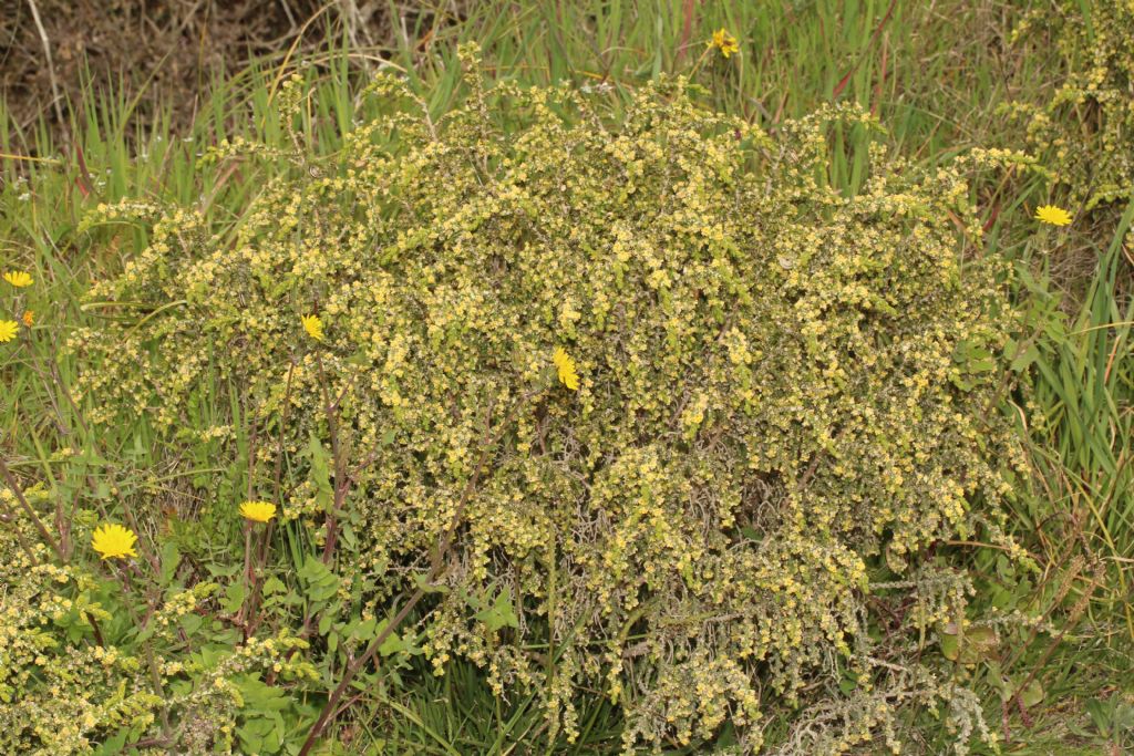 Salicornia?